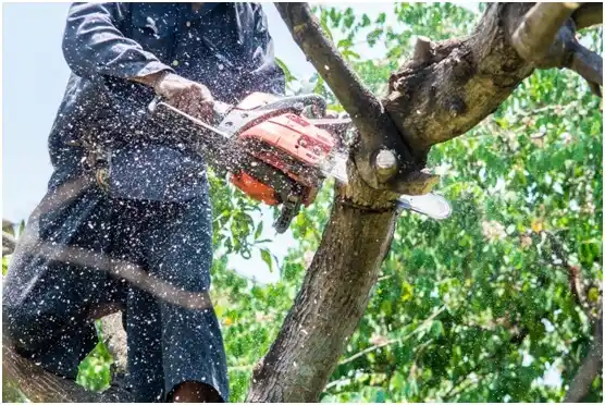 tree services Lilly